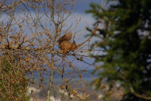 Click to view full-size