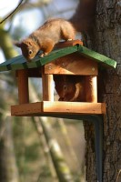 Click to view full-size