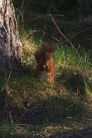 Click to view full-size