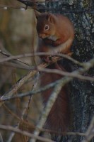 Click to view full-size