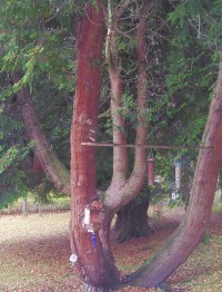 Click to view full-size